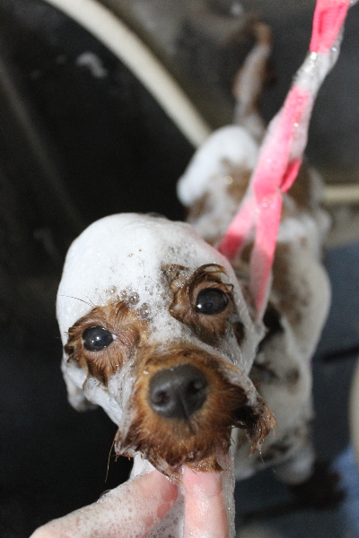 千葉県八千代市のトイプードルのシャンプー画像