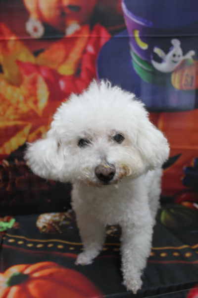 千葉県鎌ケ谷市のビションフリーゼのトリミング前画像