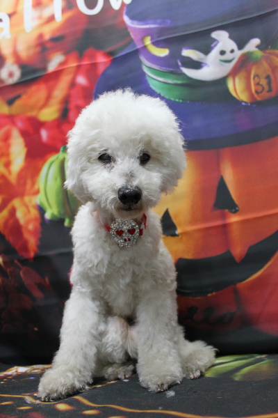 千葉県船橋市のトイプードルのトリミング画像