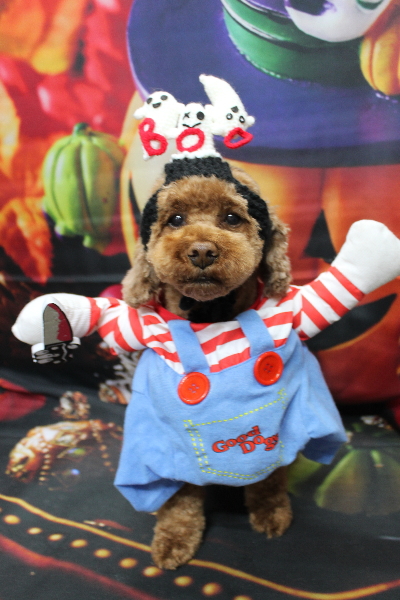 千葉県鎌ケ谷市トイプードルのトリミング画像