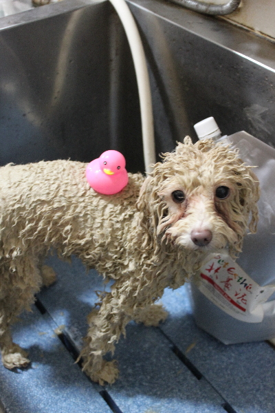 千葉県船橋市のトイプードルの泥パック画像