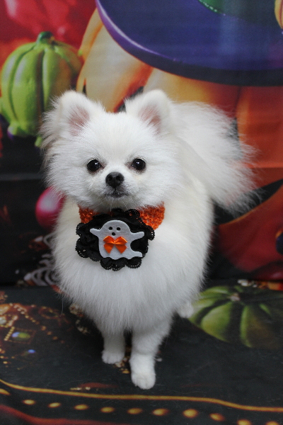 千葉県船橋市のポメラニアンのトリミング画像