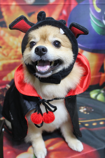 千葉県船橋市ポメラニアンのトリミング画像