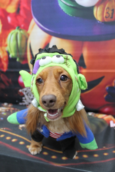 千葉県鎌ケ谷市のミニチュアダックスのトリミング画像