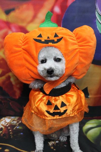 千葉県船橋市のトイプードルのトリミング画像