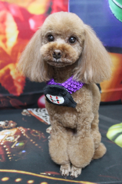 千葉県鎌ヶ谷市のトイプードルのトリミング画像