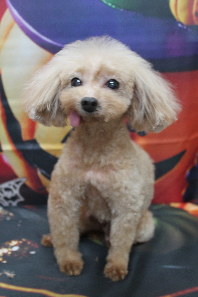 トイプードルブリーダーの成犬、トリミング画像