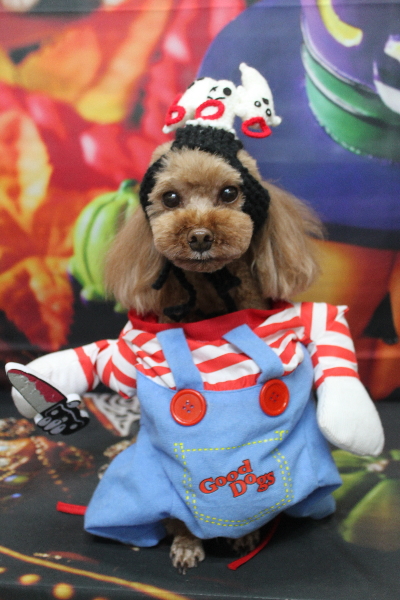 千葉県鎌ヶ谷市のトイプードルのトリミング画像