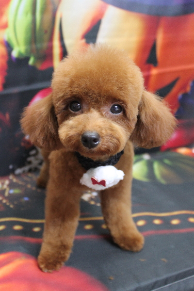 千葉県八千代市のトイプードルのトリミング画像