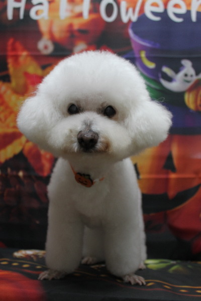 千葉県鎌ケ谷市のビションフリーゼのトリミング画像