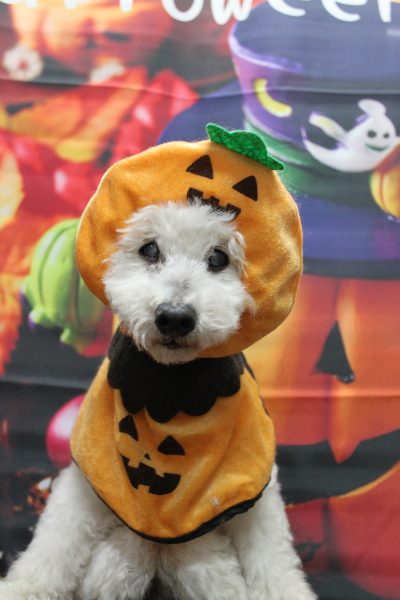 千葉県船橋市のトイプードルのトリミング画像