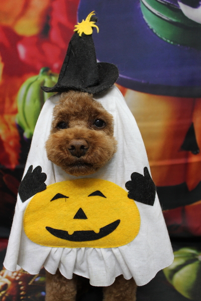 千葉県鎌ケ谷市トイプードルのトリミング画像