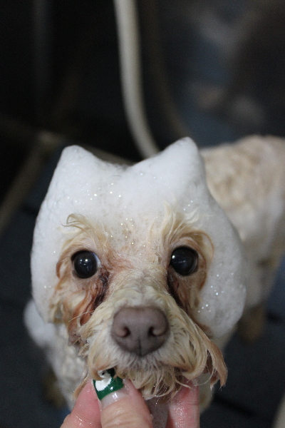 千葉県船橋市のトイプードルのシャンプー画像