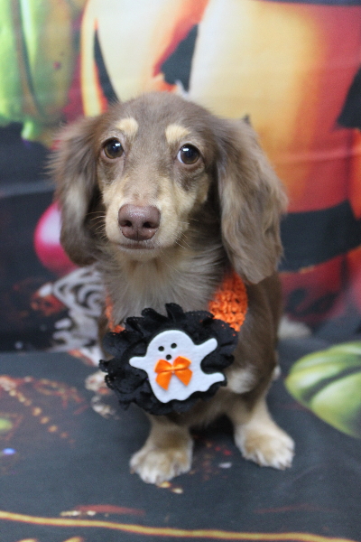 千葉県船橋市のミニチュアダックスのトリミング画像