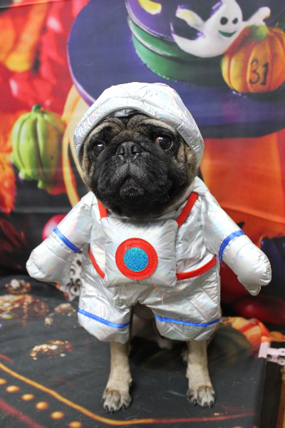 千葉県鎌ケ谷市のパグのトリミング画像