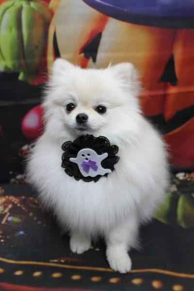 千葉県船橋市のポメラニアンのトリミング画像