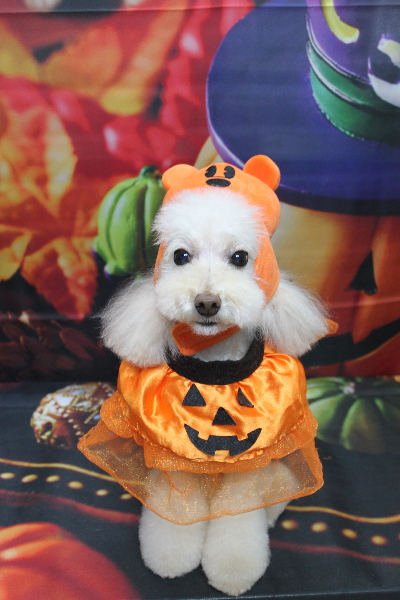 千葉県鎌ケ谷市のトイプードルトリミング画像