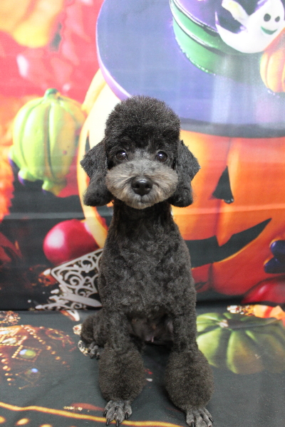 トイプードルブリーダーの成犬、トリミング画像