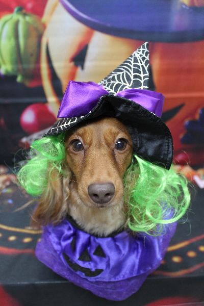 千葉県鎌ケ谷市のミニチュアダックスのトリミング画像