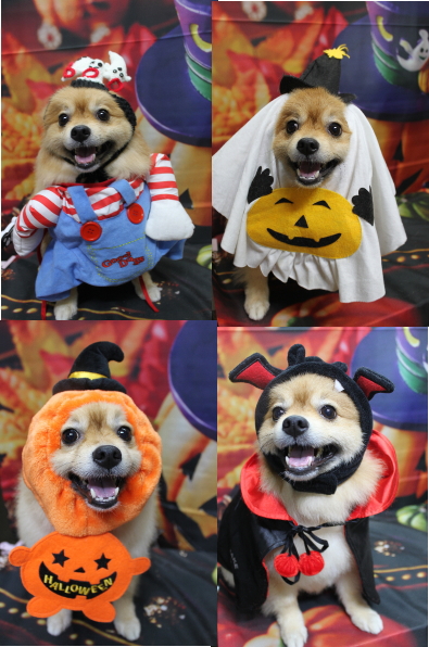 千葉県船橋市ポメラニアンのトリミング画像