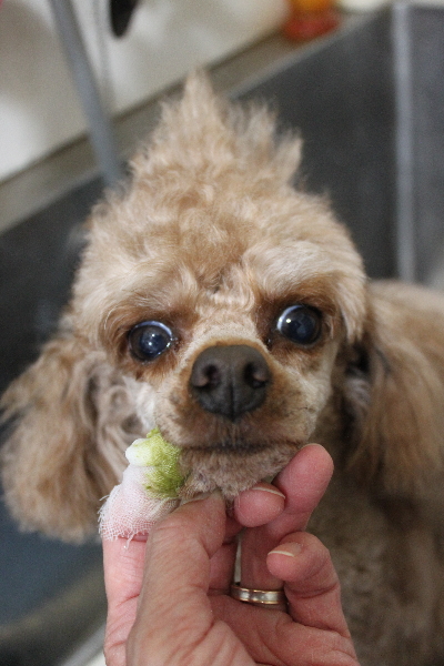千葉県船橋市のトイプードルの歯磨き画像