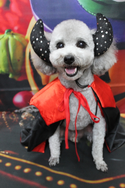 千葉県船橋市のトイプードルのトリミング画像