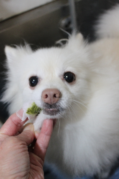 千葉県鎌ケ谷市ポメラニアンの歯磨き画像