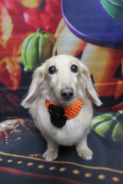 千葉県鎌ケ谷市のミニチュアダックスのトリミング画像