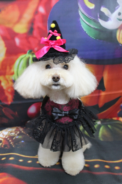 千葉県鎌ケ谷市のトイプードルトリミング画像