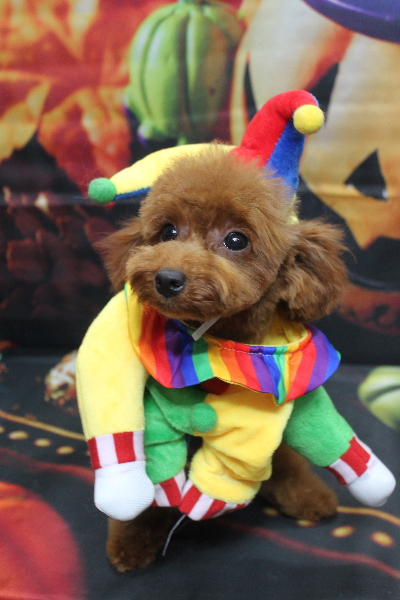 千葉県八千代市のトイプードルのトリミング画像