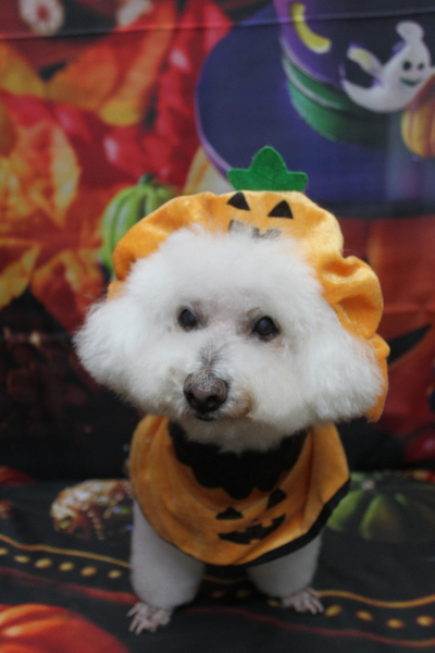 千葉県鎌ケ谷市のビションフリーゼのトリミング画像