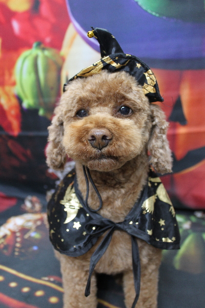 千葉県鎌ケ谷市トイプードルのトリミング画像