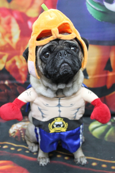 千葉県鎌ケ谷市のパグのトリミング画像