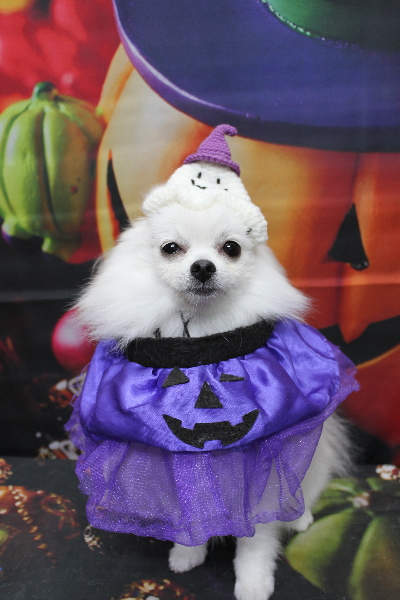 千葉県船橋市のポメラニアンのトリミング画像