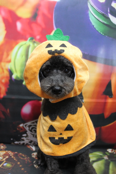 トイプードルブリーダーの成犬、トリミング画像