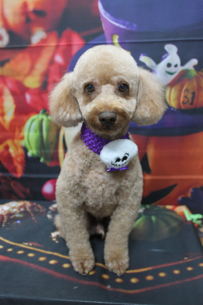 千葉県船橋市のトイプードルのトリミング画像