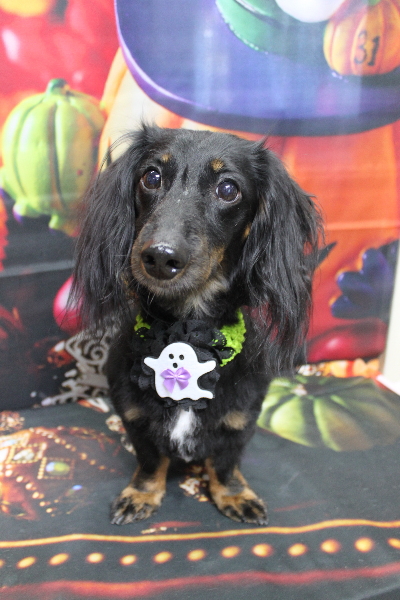 千葉県鎌ケ谷市のミックス犬のトリミング画像