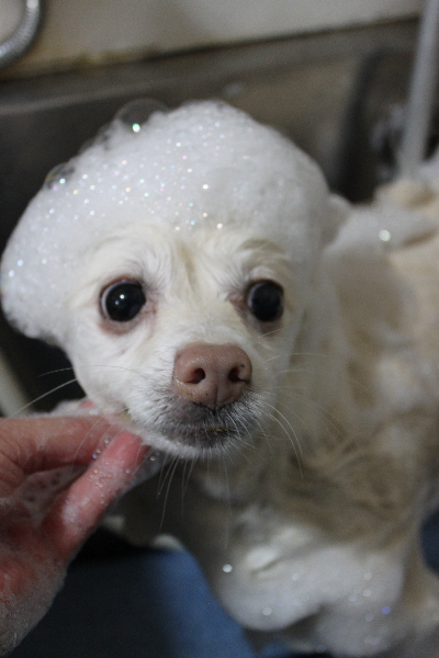 千葉県鎌ケ谷市ポメラニアンのシャンプー画像