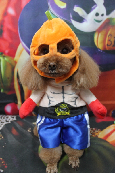 千葉県鎌ヶ谷市のトイプードルのトリミング画像