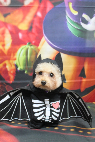 千葉県鎌ケ谷市のトイプードルトリミング画像