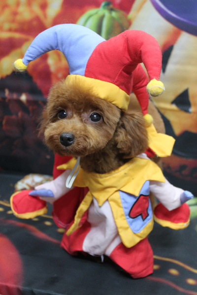 千葉県八千代市のトイプードルのトリミング画像