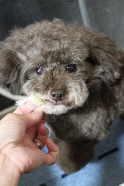 千葉県柏市のトイプードルの歯磨き画像