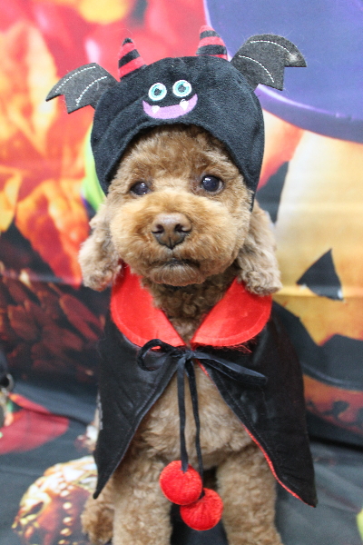 千葉県鎌ケ谷市トイプードルのトリミング画像