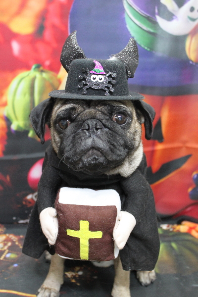 千葉県鎌ケ谷市のパグのトリミング画像