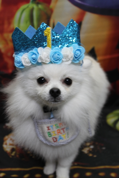 千葉県船橋市のポメラニアンのトリミング画像