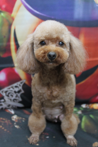 トイプードルブリーダーの成犬、トリミング画像