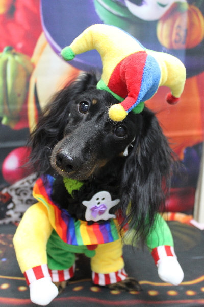 千葉県鎌ケ谷市のミックス犬のトリミング画像