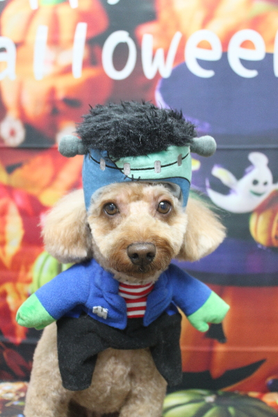 千葉県船橋市のトイプードルのトリミング画像