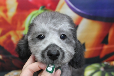 トイプードルブリーダーの子犬、トリミング画像