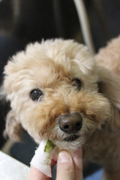千葉県松戸市のトイプードルの歯磨き画像